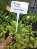 funkia-great-expectations-hosta-do-ogrodu-producent-perfekt-klik-sylwia-grzelak-wodne-rosliny
