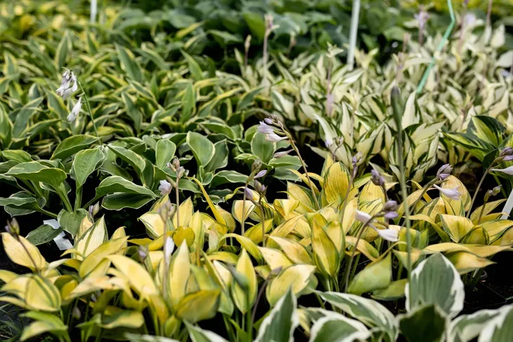 funkia-great-expectations-hosta-do-ogrodu-nazwa-lacinska-inna