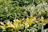 funkia-great-expectations-hosta-do-ogrodu-nazwa-lacinska-inna