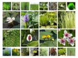 funkia-great-expectations-hosta-do-ogrodu-rodzaj-rosliny-inny-kod-producenta-wodne-rosliny