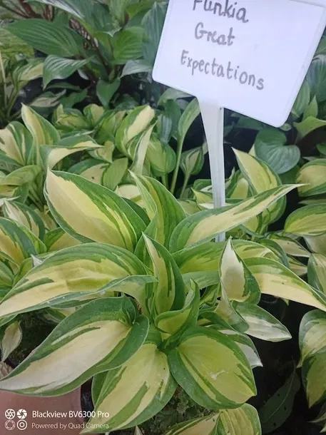funkia-great-expectations-hosta-do-ogrodu-rodzaj-rosliny-inny-nazwa-lacinska-inna