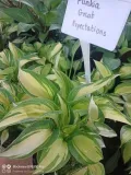 funkia-great-expectations-hosta-do-ogrodu-rodzaj-rosliny-inny-nazwa-lacinska-inna