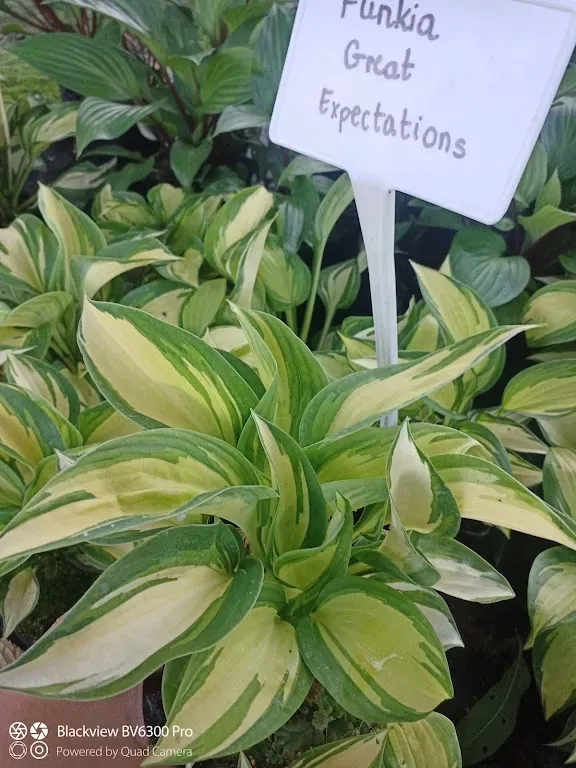 funkia-great-expectations-hosta-do-ogrodu