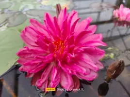 lilia-wodna-fuchsia-pompom-nymphea-grzybien