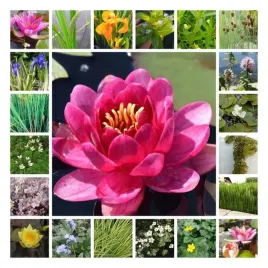 zestaw-roslin-do-malego-oczka-nr4-lilia-miniaturka