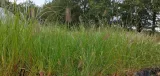 rozplenica-japonska-hameln-roslina-w-postaci-sadzonka-w-pojemniku-05-1l-kod-producenta-wodne-rosliny