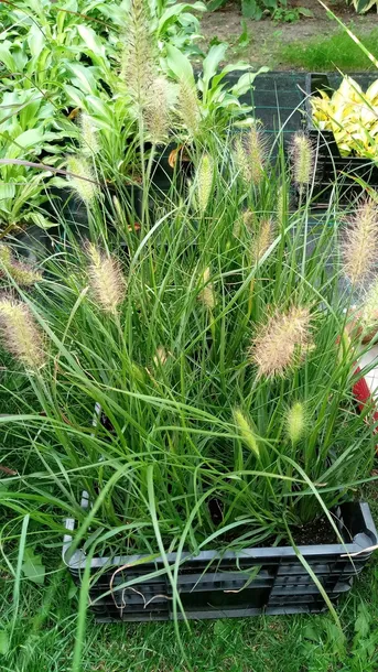 rozplenica-japonska-hameln-roslina-w-postaci-sadzonka-w-pojemniku-05-1l-producent-perfekt-klik-sylwia-grzelak-wodne-rosliny