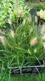 rozplenica-japonska-hameln-roslina-w-postaci-sadzonka-w-pojemniku-05-1l-producent-perfekt-klik-sylwia-grzelak-wodne-rosliny