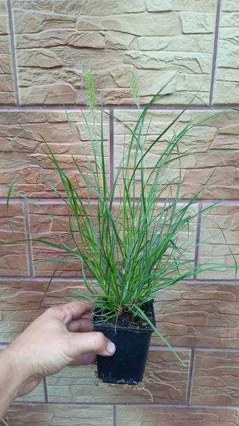rozplenica-japonska-hameln-kod-producenta-wodne-rosliny-roslina-w-postaci-sadzonka-w-pojemniku-05-1l