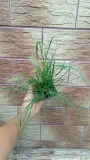 rozplenica-japonska-hameln-kod-producenta-wodne-rosliny-cechy-charakterystyczne-lubiace-slonce-proste-w-pielegnacji-rzadko-spotykane