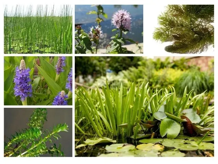 rozplenica-japonska-hameln-cechy-charakterystyczne-lubiace-slonce-proste-w-pielegnacji-rzadko-spotykane-producent-perfekt-klik-sylwia-grzelak-wodne-rosliny