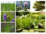 rozplenica-japonska-hameln-cechy-charakterystyczne-lubiace-slonce-proste-w-pielegnacji-rzadko-spotykane-producent-perfekt-klik-sylwia-grzelak-wodne-rosliny
