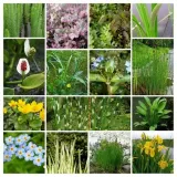 rozplenica-japonska-hameln-producent-perfekt-klik-sylwia-grzelak-wodne-rosliny-roslina-w-postaci-sadzonka-w-pojemniku-05-1l