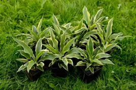 funkia-bobcat-do-ogrodu-i-wokol-oczka