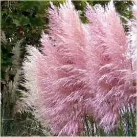 trawa-pampasowa-rosea-do-ogrodu-i-wokol-oczka