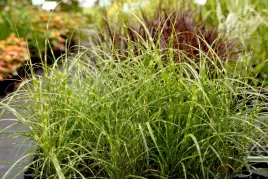 miskant-little-zebra-piekna-niska-trawa-do-ogrodu