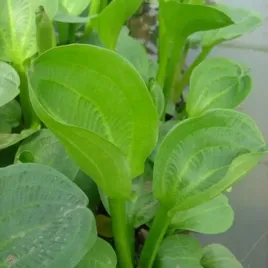 zabieniec-babka-drobnokwiatowa-do-oczka-wodnego