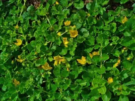 tojesc-rozeslana-zielona-na-brzegi-do-oczka