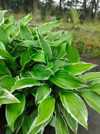 funkia-hosta-albomarginata-byliny-do-ogrodu