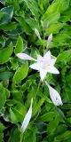 funkia-hosta-albomarginata-byliny-do-ogrodu-rodzaj-rosliny-inny
