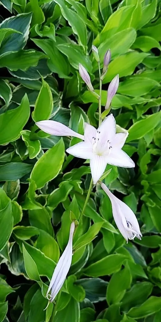 funkia-hosta-albomarginata-byliny-do-ogrodu