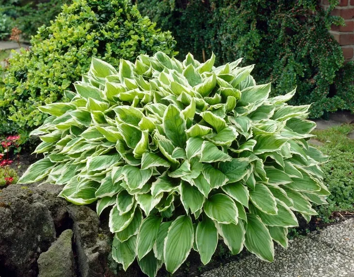 funkia-hosta-albomarginata-byliny-do-ogrodu-kolor-kwiatow-biale-roznobarwne-inny-kolor