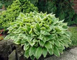 funkia-hosta-albomarginata-byliny-do-ogrodu-kolor-kwiatow-biale-roznobarwne-inny-kolor