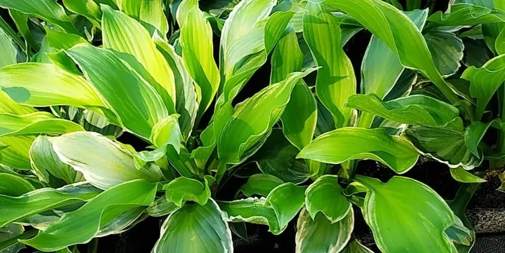 funkia-hosta-albomarginata-byliny-do-ogrodu-roslina-w-postaci-sadzonka-z-golym-korzeniem