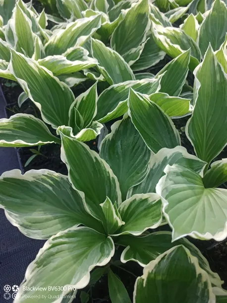funkia-hosta-albomarginata-byliny-do-ogrodu-kod-producenta-wodne-rosliny