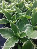 funkia-hosta-albomarginata-byliny-do-ogrodu-kod-producenta-wodne-rosliny