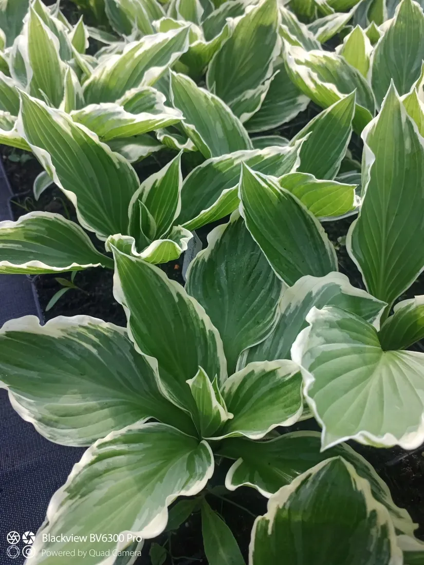 funkia-hosta-albomarginata-byliny-do-ogrodu-rodzaj-rosliny-inny