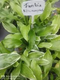 funkia-hosta-albomarginata-byliny-do-ogrodu-cechy-charakterystyczne-lubiace-cien-proste-w-pielegnacji