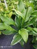 funkia-hosta-albomarginata-byliny-do-ogrodu-producent-perfekt-klik-sylwia-grzelak-wodne-rosliny