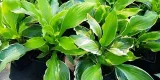 funkia-hosta-albomarginata-byliny-do-ogrodu-nazwa-lacinska-hosta