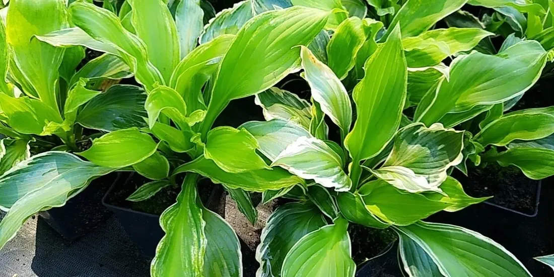 funkia-hosta-albomarginata-byliny-do-ogrodu