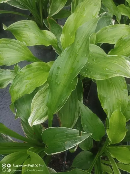 funkia-hosta-albomarginata-byliny-do-ogrodu-rodzaj-rosliny-inny-kolor-kwiatow-biale-roznobarwne-inny-kolor