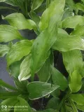funkia-hosta-albomarginata-byliny-do-ogrodu-rodzaj-rosliny-inny-kolor-kwiatow-biale-roznobarwne-inny-kolor