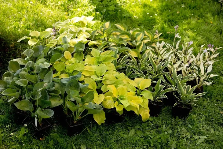 funkia-hosta-albomarginata-byliny-do-ogrodu-rodzaj-rosliny-inny-kod-producenta-wodne-rosliny