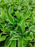 funkia-hosta-albomarginata-byliny-do-ogrodu-rodzaj-rosliny-inny-producent-perfekt-klik-sylwia-grzelak-wodne-rosliny