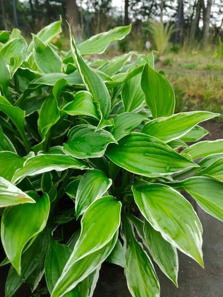 funkia-hosta-albomarginata-byliny-do-ogrodu-rodzaj-rosliny-inny-nazwa-lacinska-hosta