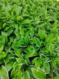 funkia-hosta-albomarginata-byliny-do-ogrodu-kolor-kwiatow-biale-roznobarwne-inny-kolor-rodzaj-rosliny-inny