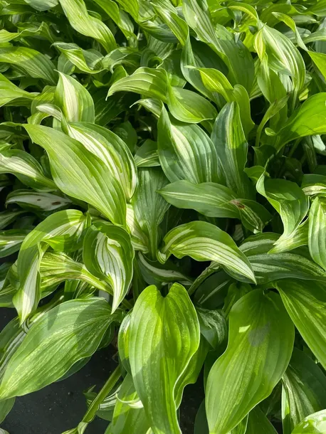 funkia-hosta-albomarginata-byliny-do-ogrodu-kolor-kwiatow-biale-roznobarwne-inny-kolor-roslina-w-postaci-sadzonka-z-golym-korzeniem