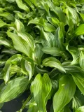 funkia-hosta-albomarginata-byliny-do-ogrodu-kolor-kwiatow-biale-roznobarwne-inny-kolor-roslina-w-postaci-sadzonka-z-golym-korzeniem