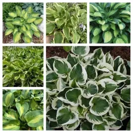 funkia-hosta-twoj-pomysl-na-ogrod-zestaw-nr-1-mix-6szt