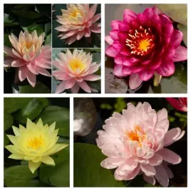 lilia-wodna-zestaw-4-piekne-wiosenne