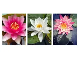 lilia-wodna-zestaw-3-popularnych-odmian-klasyki