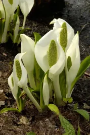 tulejnik-kamczacki-lysichiton-camtschatcensis