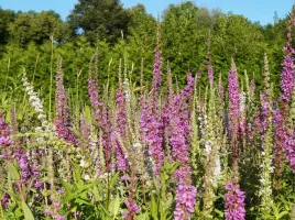 krwawnica-happy-lights-lythrum-salicaria