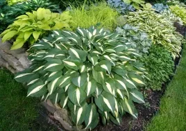 funkia-white-bikini-do-ogrodu-i-wokol-oczka-biale-paski