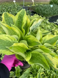 funkia-wide-brim-do-ogrodu-i-wokol-oczka